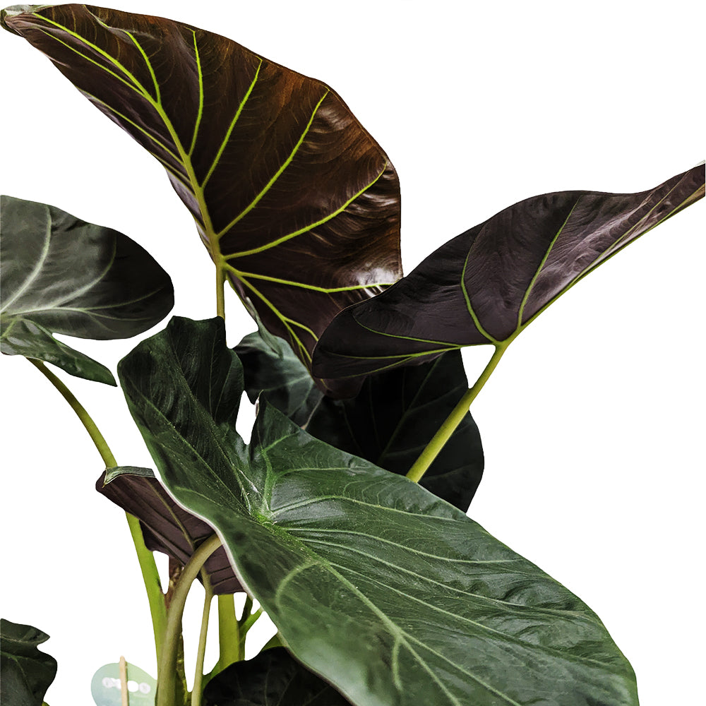 Elephant Ear | Regal Shields