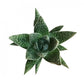 Gasterhaworthia | Royal Highness