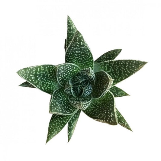 Gasterhaworthia | Royal Higness | Indoor Succulent Plants