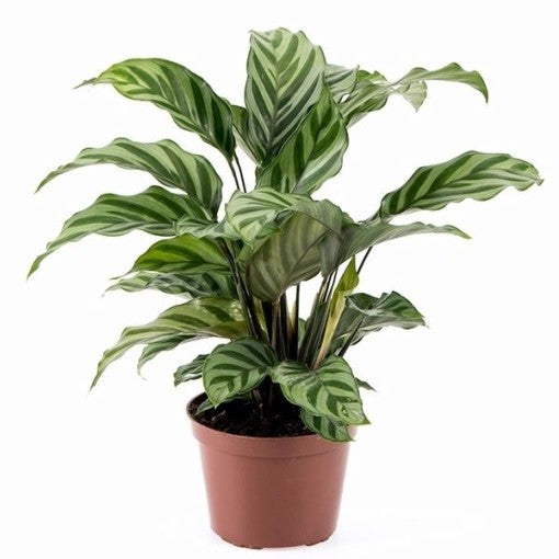 Prayer Plant | Freddie | Potted Houseplants