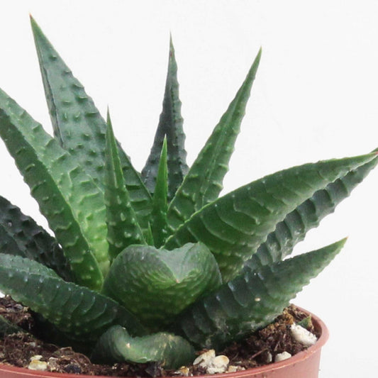 Zebra Cactus | Limafolia | Potted Houseplants