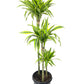 Dragon Tree | Lemon Lime
