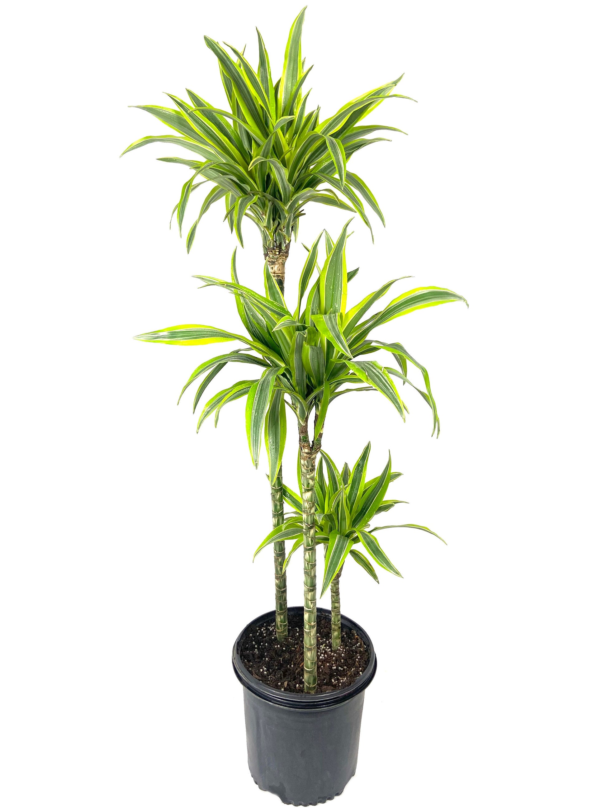 Dragon Tree | Lemon Lime