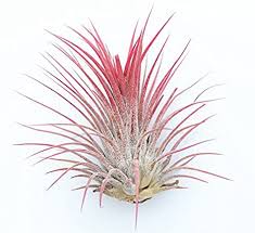 Air Plant | Red | Potted Houseplants