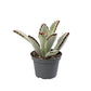 Panda Plant | Nigra