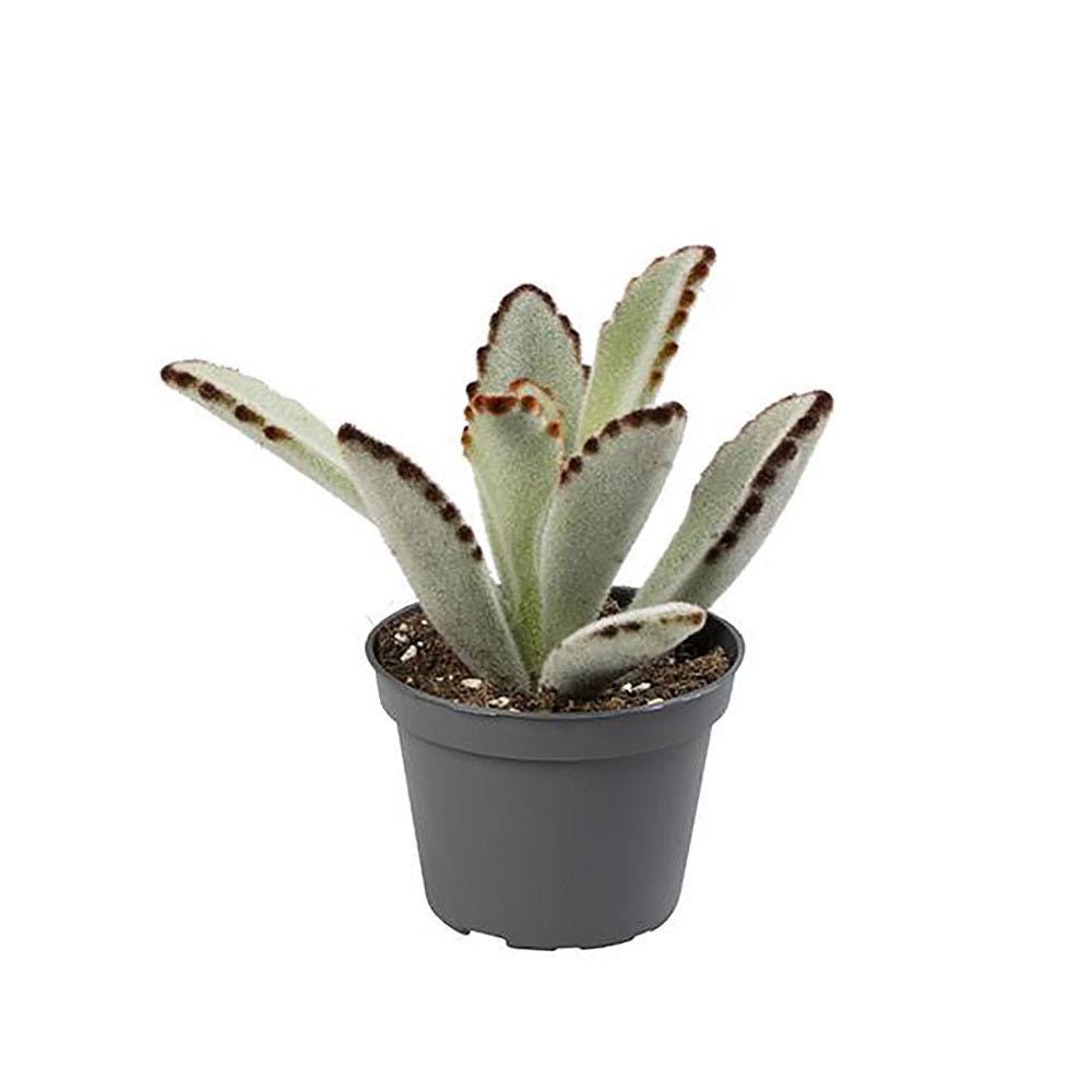 Panda Plant | Nigra