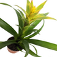 Bromeliad | Tropics