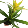 Bromeliad | Tropics