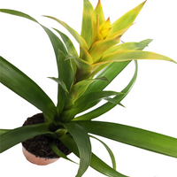 Bromeliad | Tropics
