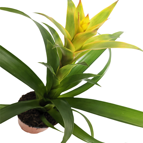 Bromeliad | Tropics