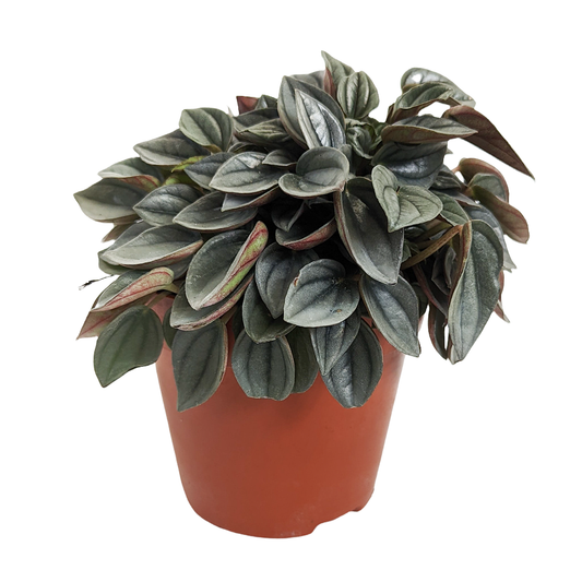 Radiator Plant | Napoli Night | Potted Houseplants