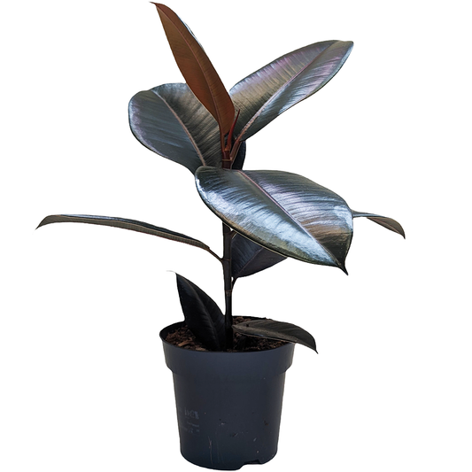 Rubber Tree | Abijan | Potted Houseplants