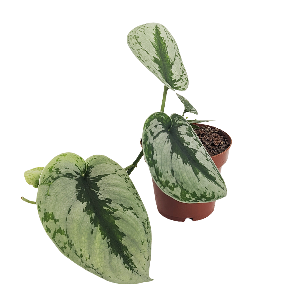 satin pothos trebie Satin Silver Pothos