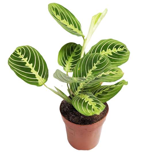 Prayer Plant | Lemon Lime | Rare Plant | Houseplants & Indoor Plants On Sale