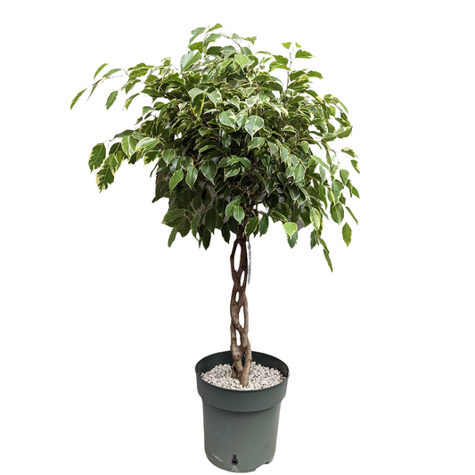 Twisted Weeping Fig | Golden King | Trees & Bonsai