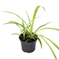 Spider Plant