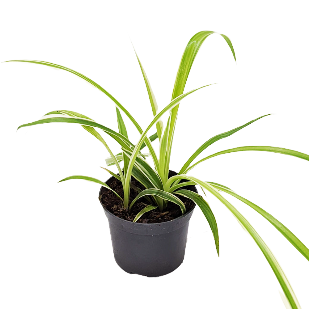 Spider Plant