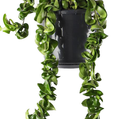 Hindu Rope | Potted Houseplants