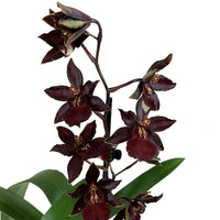 Colmanara Orchid | Black Cat (Single Stem)