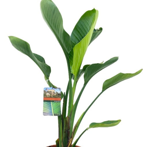 Bird Of Paradise | Alba | Rare Plant | Hard To Find | Houseplants & Indoor Plants On Sale