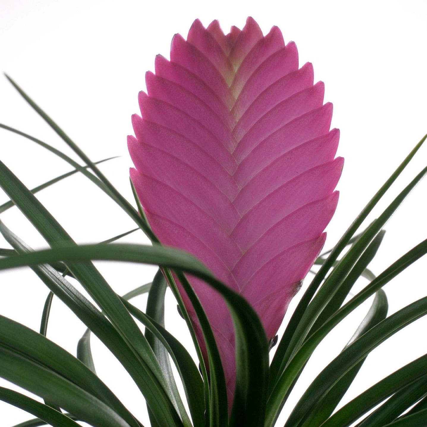 pink house plants uk Pink Quill Plant
