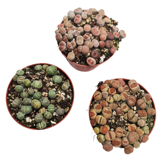 Living Stones | Potted Houseplants