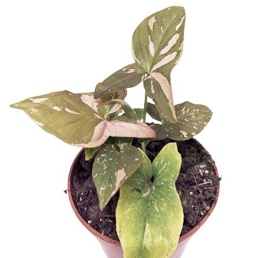 Arrowhead Vine | Pink Splash | Rare Plant | Rare & Unusual Plants