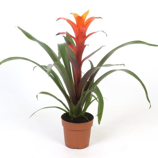 Flowering Guzmania | Jazz Orange