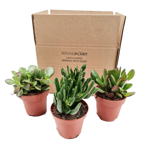 Money Plant | Mystery Box