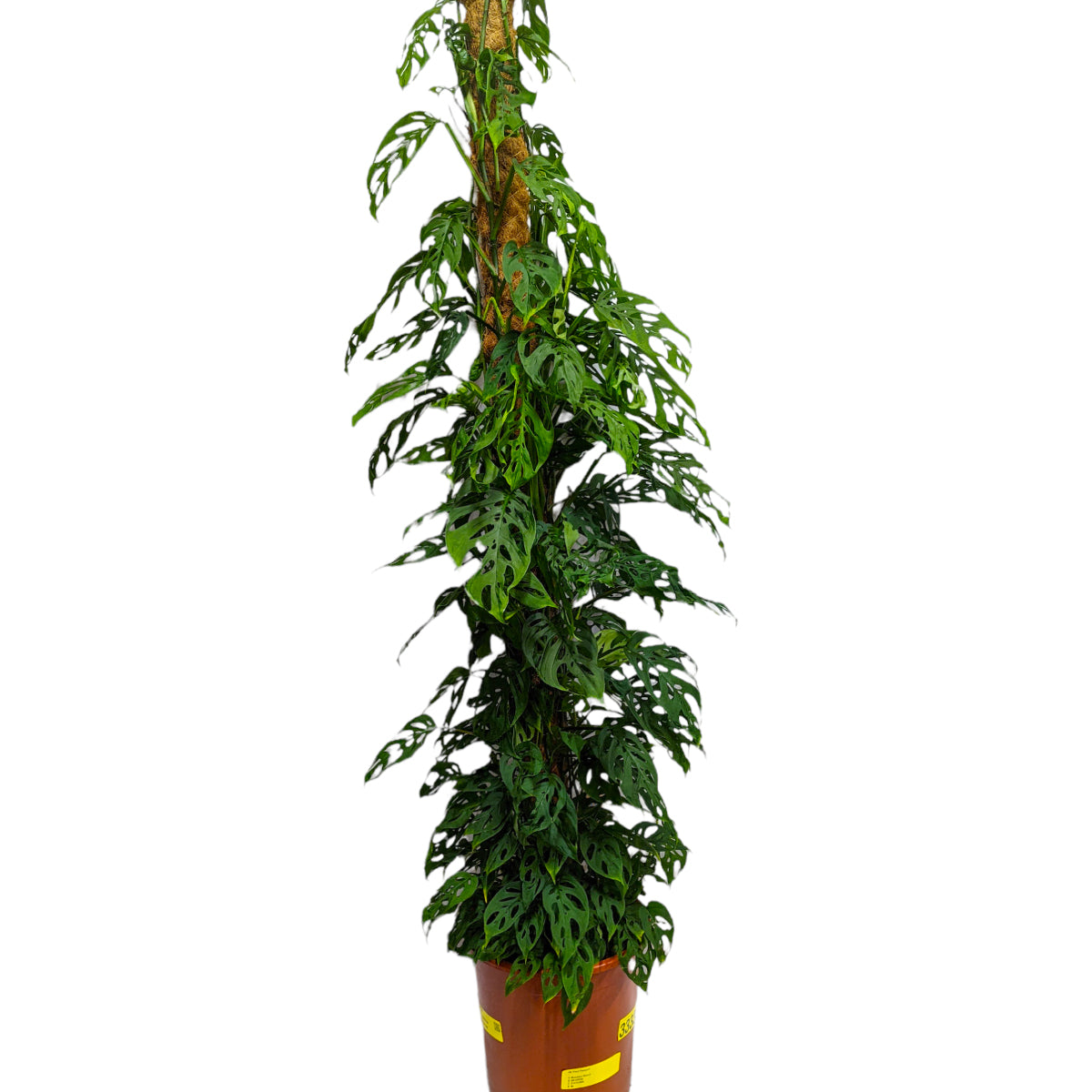 25 40cm monstera adansonii monkey mask 11cm pot house plant Monstera | Monkey Mask