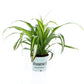 Spider Plant | Hawaiian