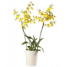 Butterfly Orchid | Honeybee | Potted Houseplants
