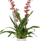 Scented Dancing Ladies Orchid | Cherry Baby | Hard To Find