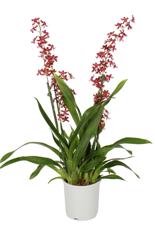 Scented Dancing Ladies Orchid | Cherry Baby | Hard To Find
