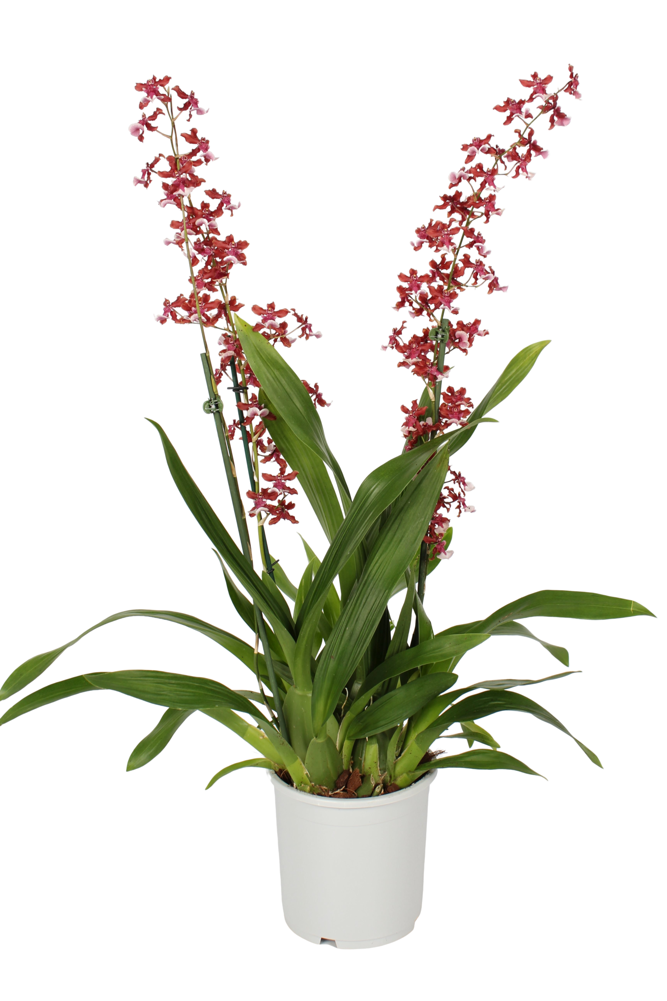 Scented Dancing Ladies Orchid | Cherry Baby | Hard To Find