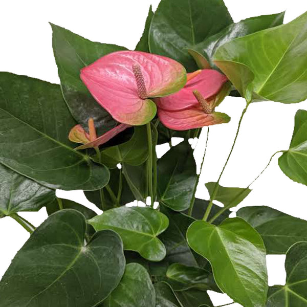 anthurium pandola us Flamingo Flower