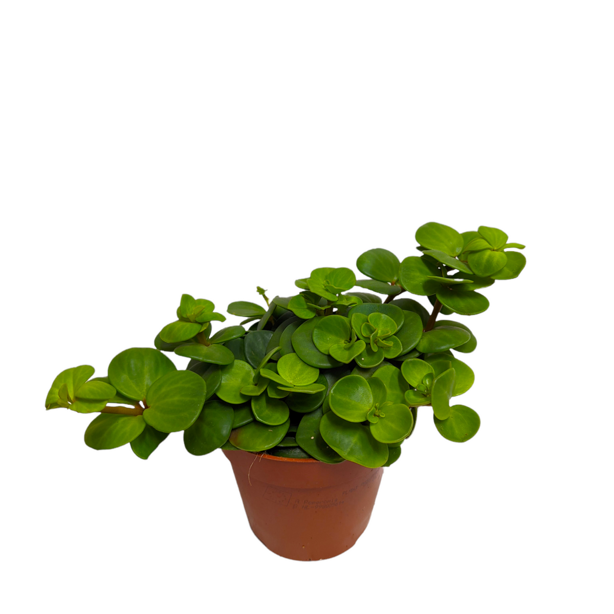 Hope Radiator Apas Radiator Plant | Hope & Peperomia Deppeana × Quadrifolia | Peperomia ...