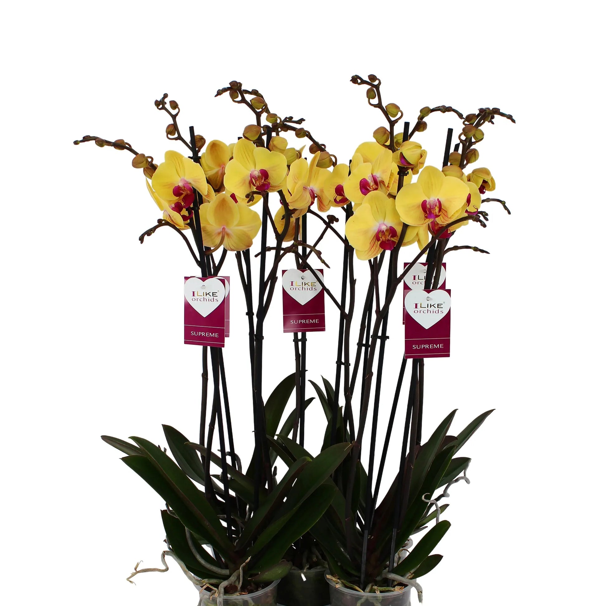 Phalaenopsis Orchid | Asian Gold