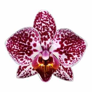 Phalaenopsis Orchid | Cadiz | Potted Houseplants