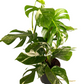 Variegated Swiss Cheese Plant | Albo | Rare Plant