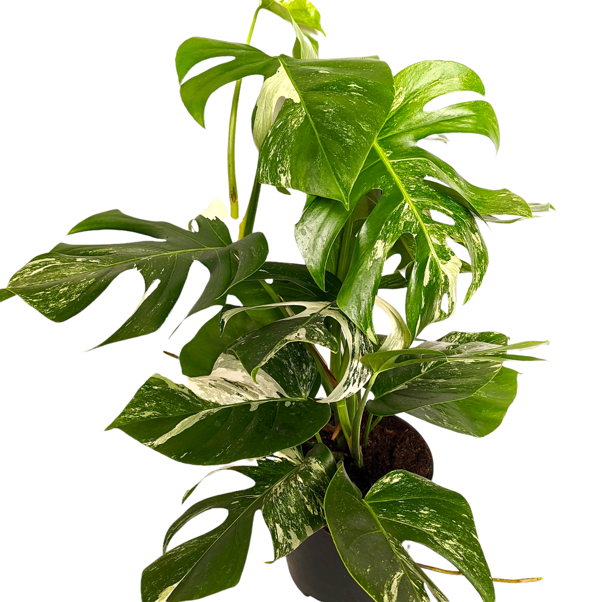 Variegated Swiss Cheese Plant | Albo | Rare Plant