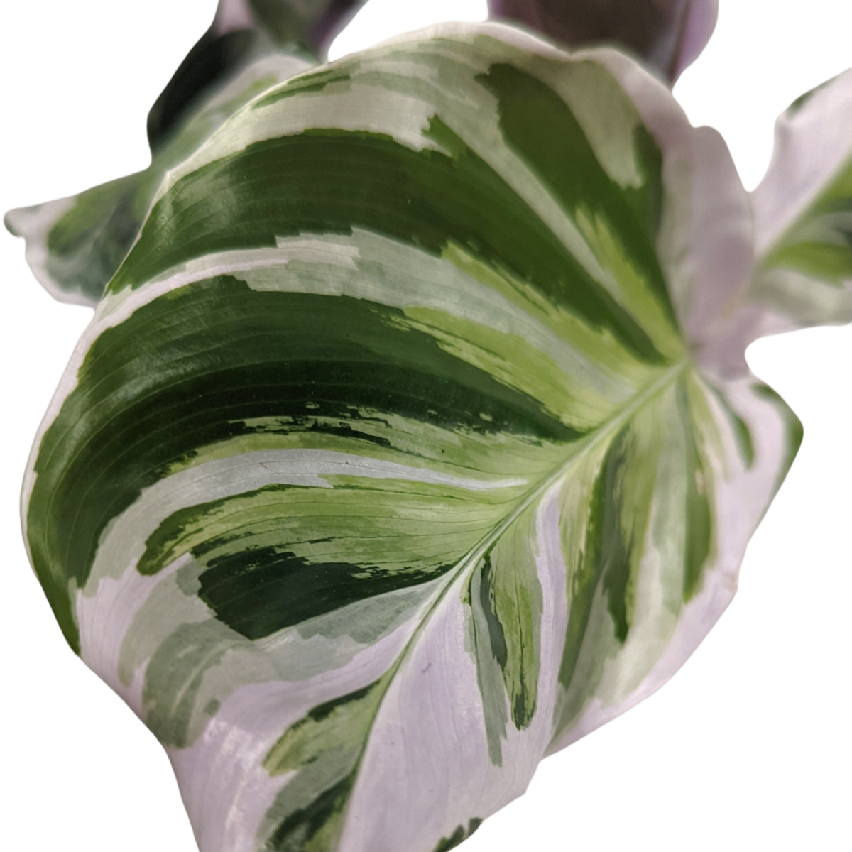 Prayer Plant | White Fusion | Rare Plant