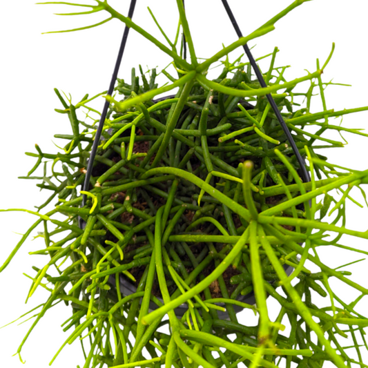 Mistletoe Cactus | Cassutha | Potted Houseplants