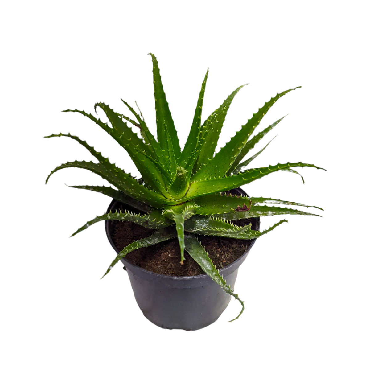 Candelabra Aloe Vera