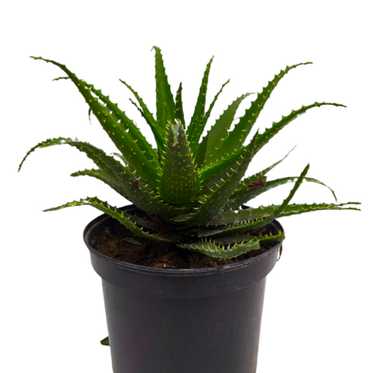 Candelabra Aloe Vera | Indoor Plant