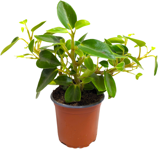 Radiator Plant | Pixie | Potted Houseplants
