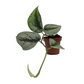 Satin Silver Pothos | Trebie