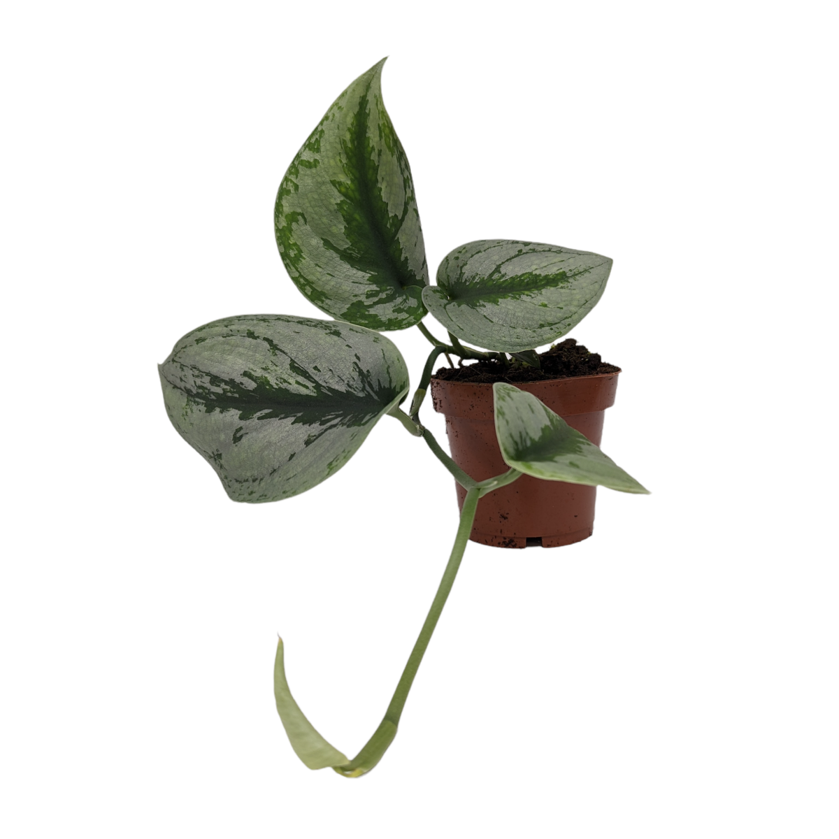 satin pothos trebie Satin Silver Pothos