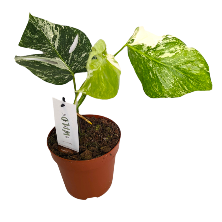 Variegated Swiss Cheese Plant | Albo | Rare Plant