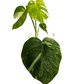 Variegated Swiss Cheese Plant | Albo | Rare Plant